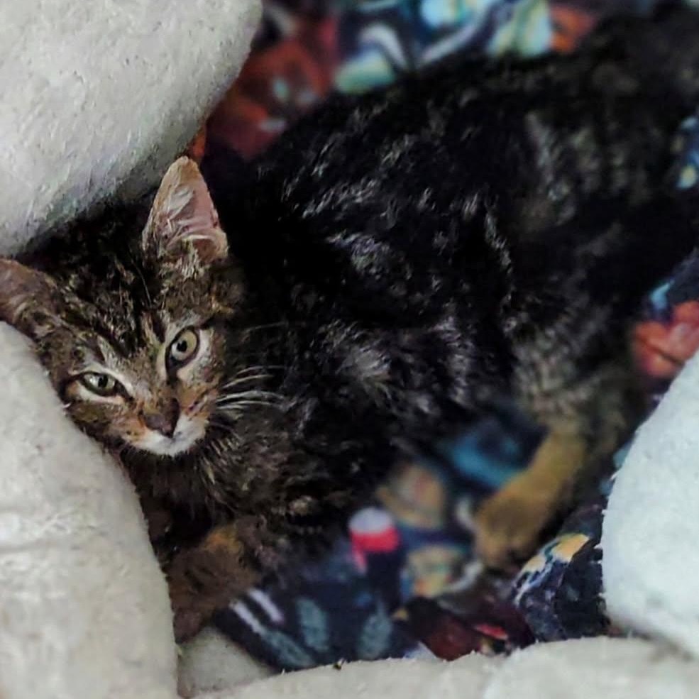 Rodeo, an adoptable Domestic Short Hair in Baker City, OR, 97814 | Photo Image 1