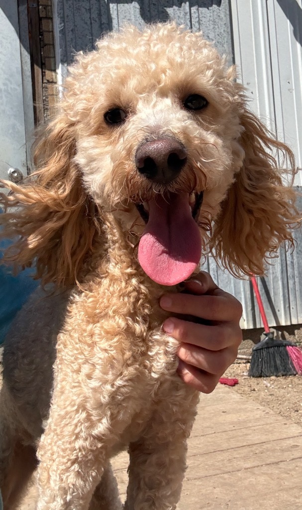 Teddy, an adoptable Poodle, Golden Retriever in Hastings, NE, 68901 | Photo Image 1