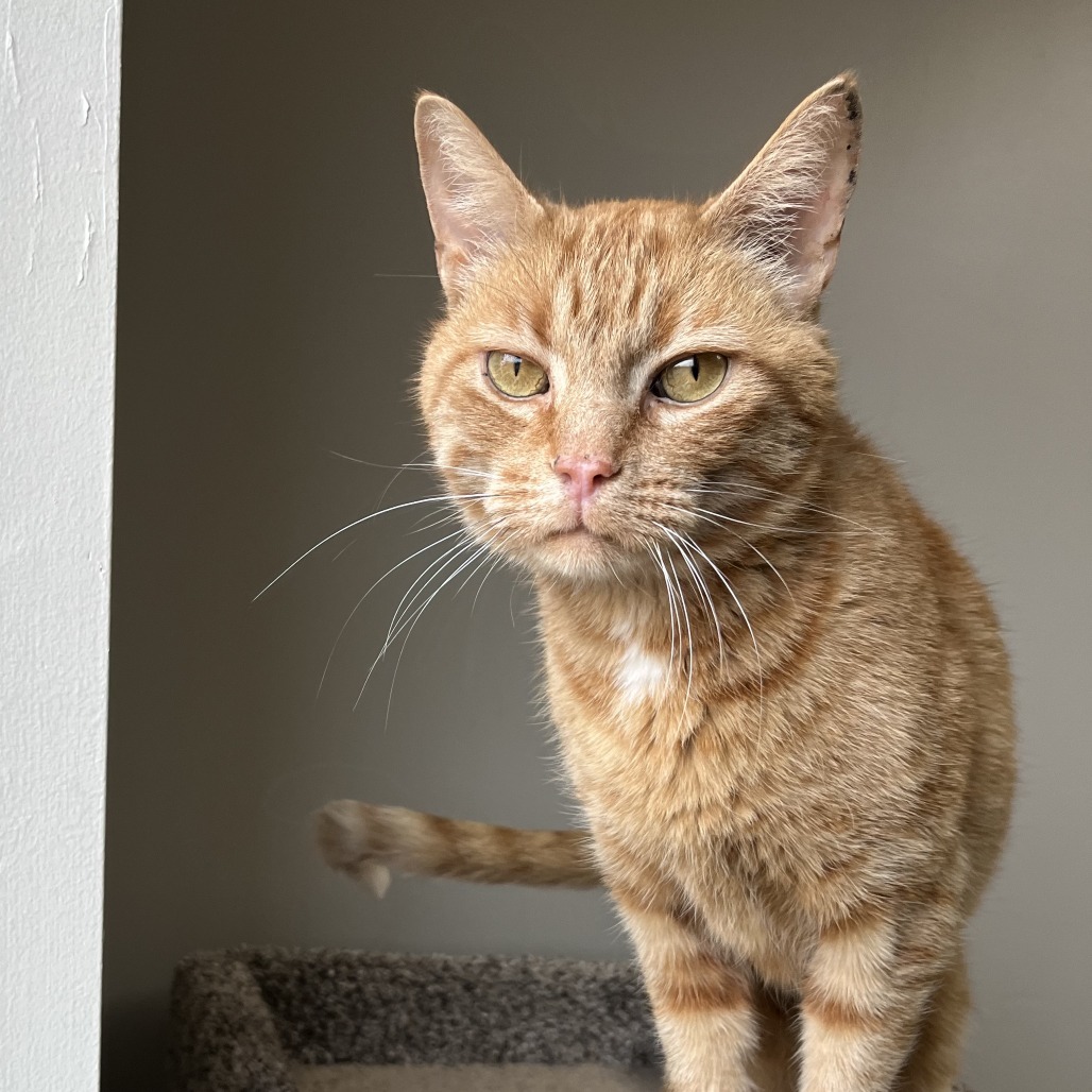 Newton, an adoptable Domestic Short Hair in Detroit Lakes, MN, 56501 | Photo Image 1