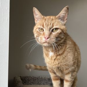 Newton, Adult Male Domestic Short Hair
