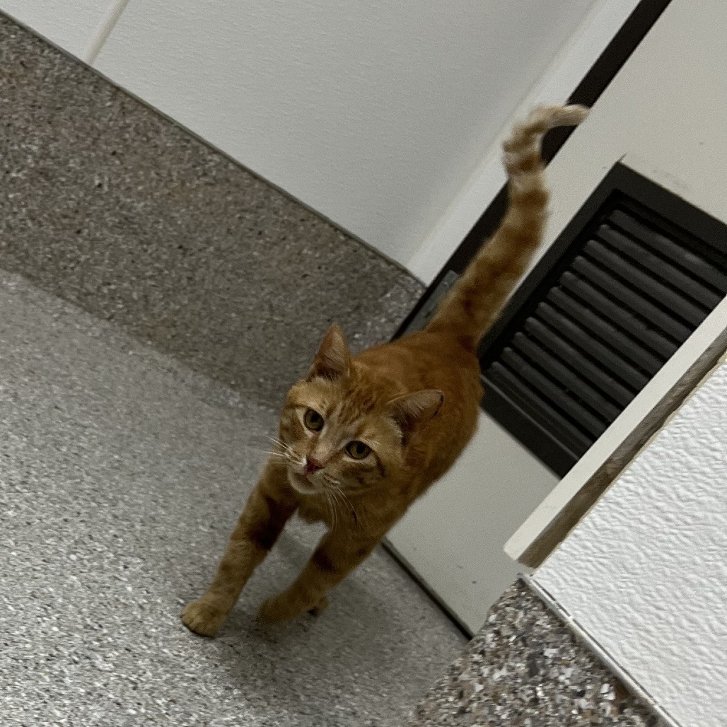Newton, an adoptable Domestic Short Hair in Detroit Lakes, MN, 56501 | Photo Image 2