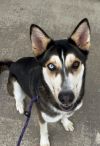 Sitka