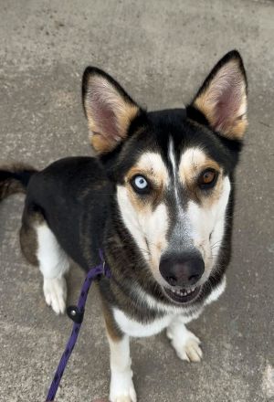 Sitka