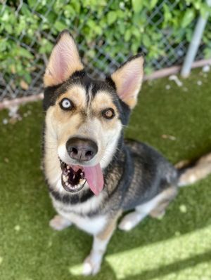 Sitka