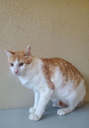 Sugar 2, Young Male Domestic Short Hair