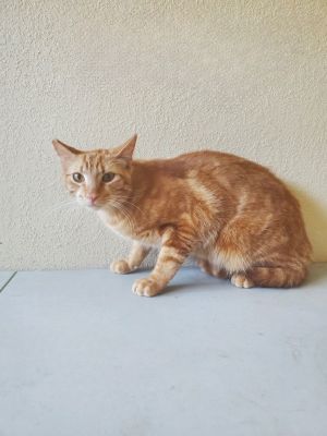 Butter, Young Male Domestic Short Hair