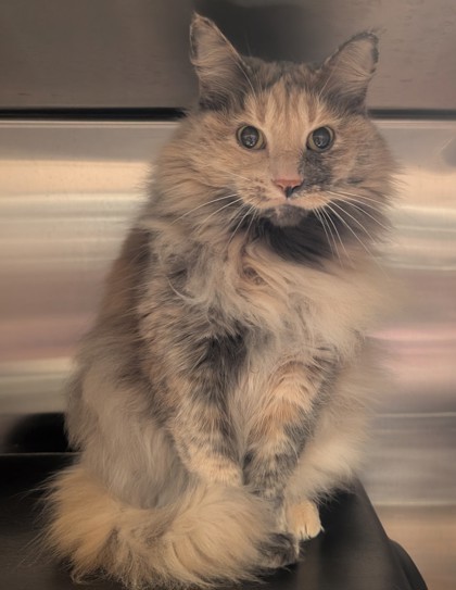 Petunia