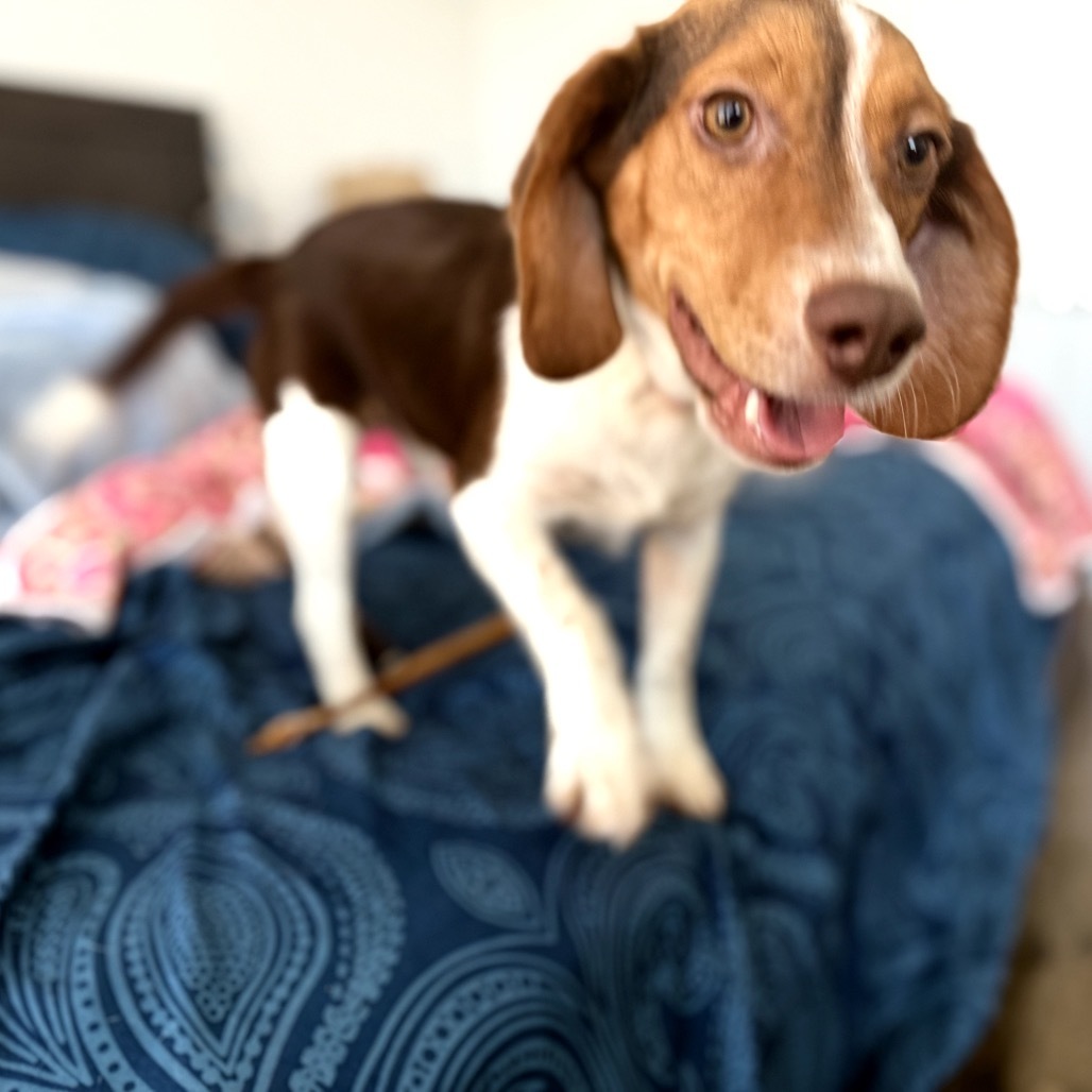 Bowie