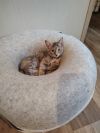 Duckling (Foster) photo 1