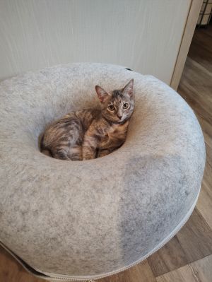 Duckling (Foster), Baby Female Dilute Calico