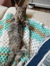 Duckling (Foster) photo 2