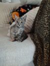 Duckling (Foster) photo 3