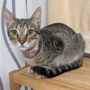Boo is an independent little darling Shes a busy girl so shes not always ope