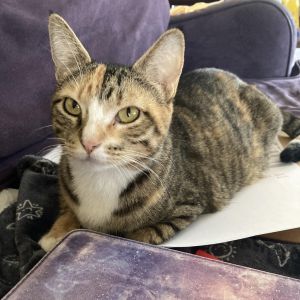 Ursa Major, Adult Female Domestic Short Hair