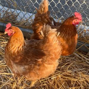 Variety of chickens available for adoptionLooking for a chicken companion to bring home Well your