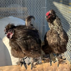 Variety of chickens available for adoptionLooking for a chicken companion to bring home Well your