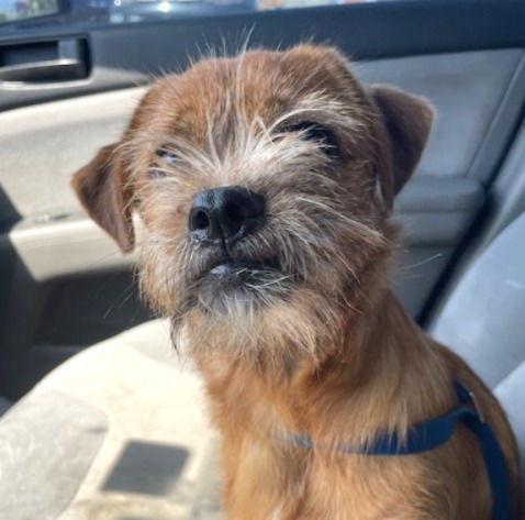 Benny #your-very-own-Toto