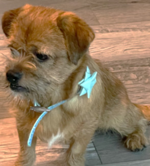 Benny #your-very-own-Toto