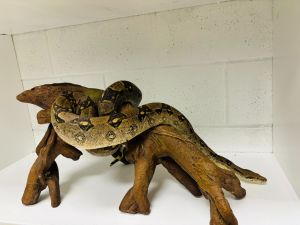 Baby Girl, Adult Female unknown