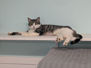 Jesse, Young Male Domestic Short Hair