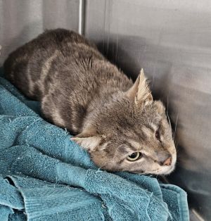 Gio, Adult Male American Shorthair