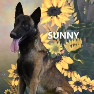 Sunny