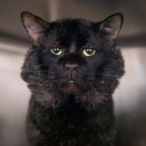 Chubby Cheeks, Senior Male Domestic Short Hair