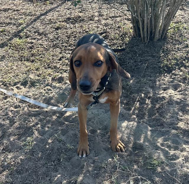 MEADOW, an adoptable Harrier, Mixed Breed in Ocala, FL, 34480 | Photo Image 1
