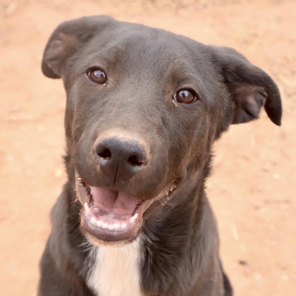 Scissors, an adoptable Mixed Breed in Moab, UT, 84532 | Photo Image 1