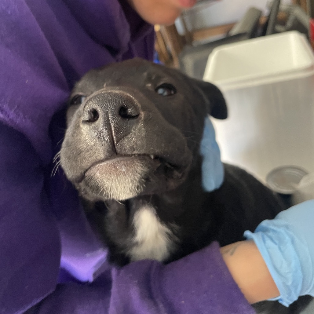 Scissors, an adoptable Mixed Breed in Moab, UT, 84532 | Photo Image 2