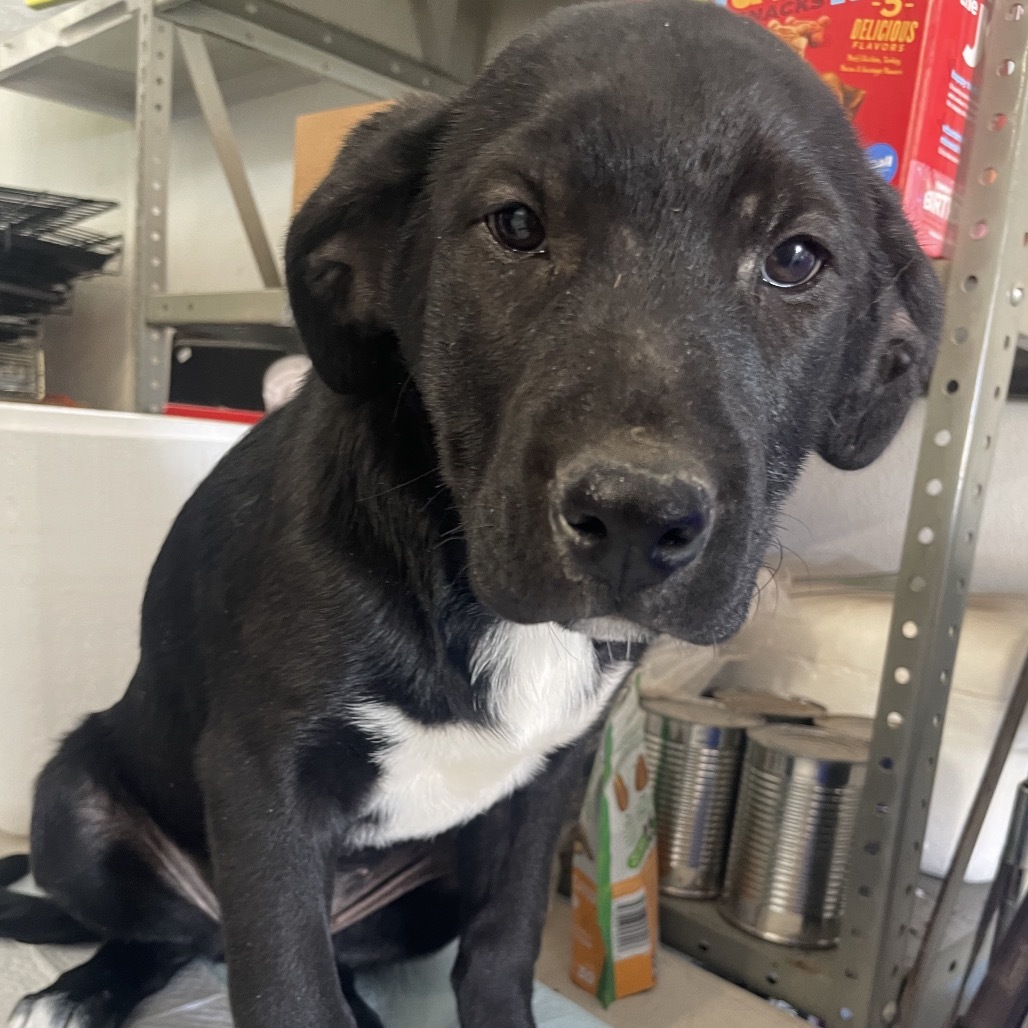 Scissors, an adoptable Mixed Breed in Moab, UT, 84532 | Photo Image 3