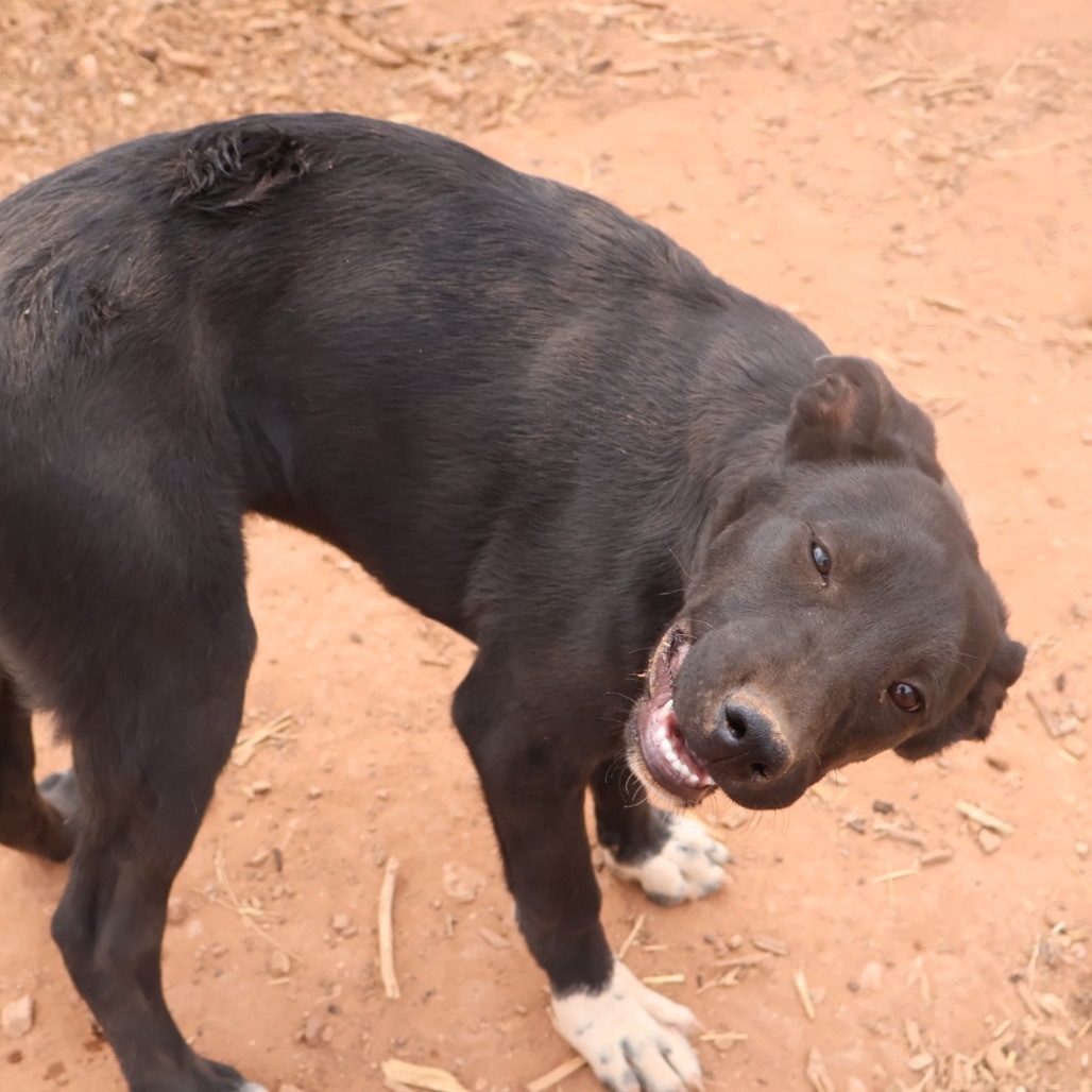Scissors, an adoptable Mixed Breed in Moab, UT, 84532 | Photo Image 4