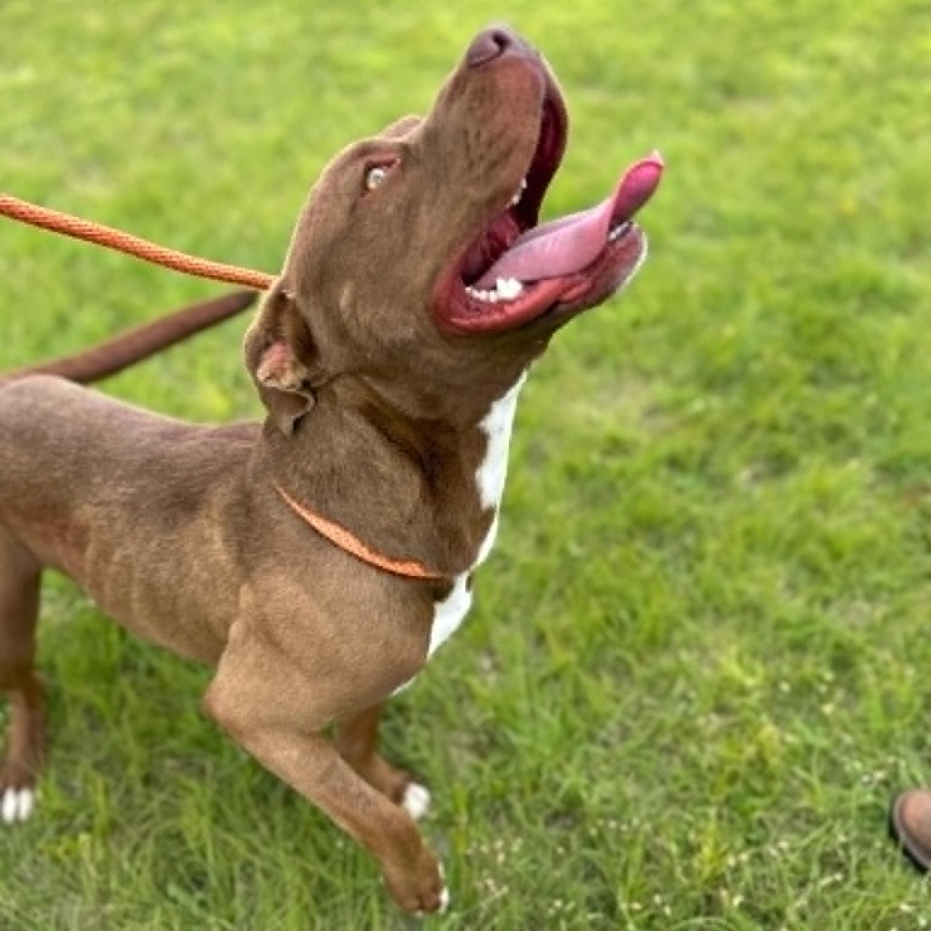 Aero, an adoptable Pit Bull Terrier in Garden City, KS, 67846 | Photo Image 1