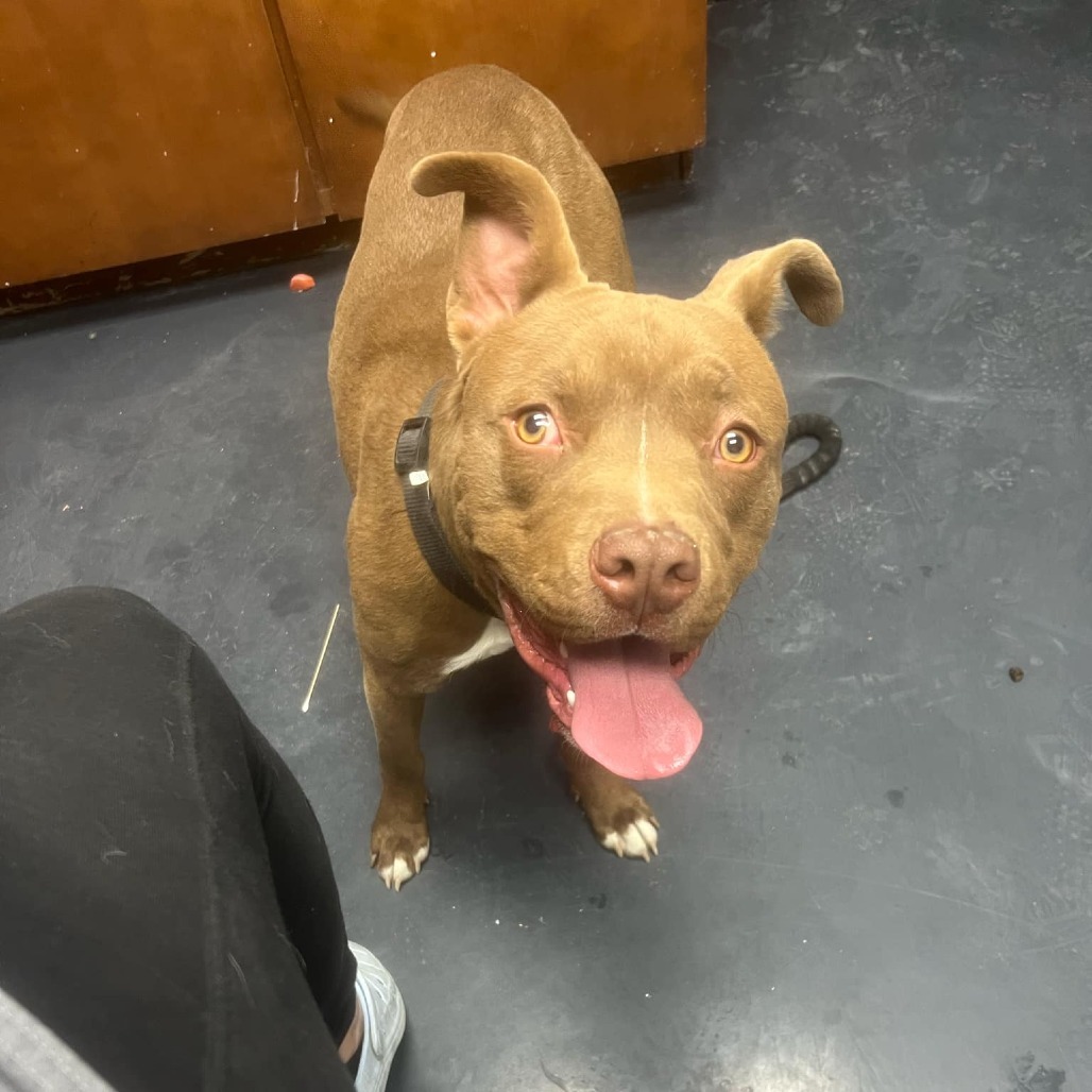 Aero, an adoptable Pit Bull Terrier in Garden City, KS, 67846 | Photo Image 2