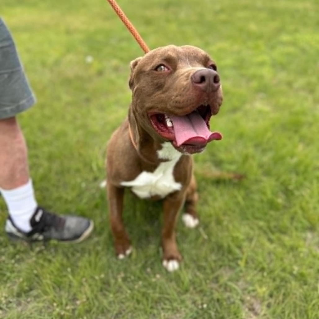 Aero, an adoptable Pit Bull Terrier in Garden City, KS, 67846 | Photo Image 3