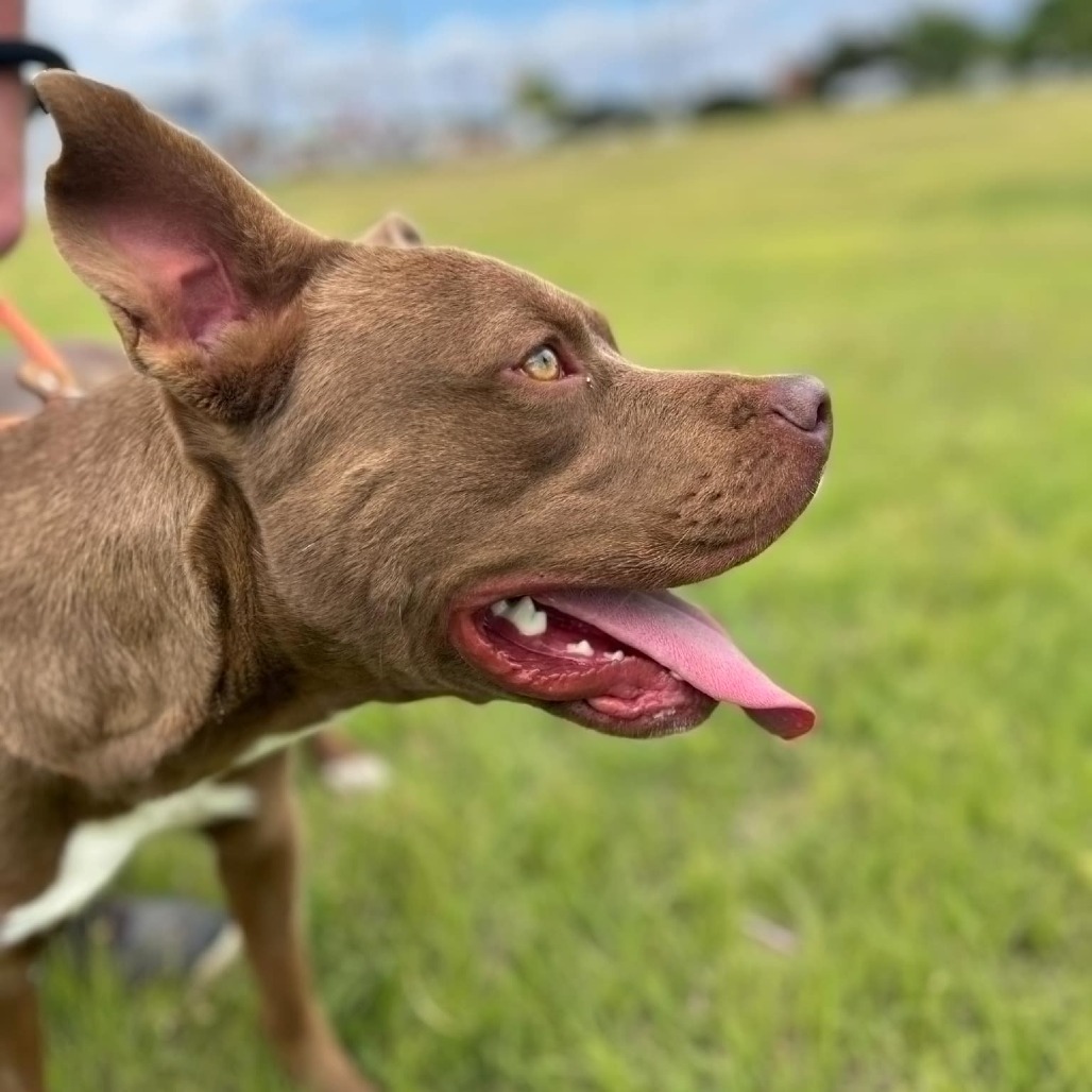 Aero, an adoptable Pit Bull Terrier in Garden City, KS, 67846 | Photo Image 4