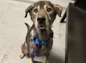 Hi My name is Alaska and I am available for adoption I was brought in by an Animal Control Officer