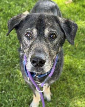 Hi My name is Alaska and I am available for adoption I was brought in by an Animal Control Officer