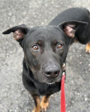 Hi My name is Barbosa and I am available for adoption I am a shy but well mannered boy and