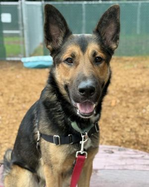 Hi My name is Geno and I am available for adoption I weigh 550 lbs and am considered a large