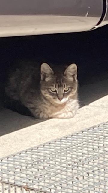 A542530, an adoptable Domestic Short Hair in Santa Barbara, CA, 93111 | Photo Image 1