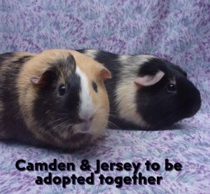 CAMDON, Adult Female Guinea Pig