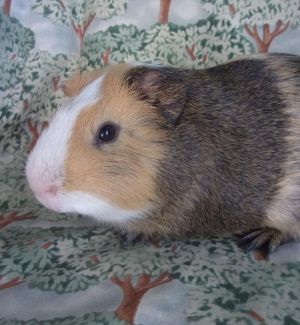 CALISTOGA, Adult Male Guinea Pig