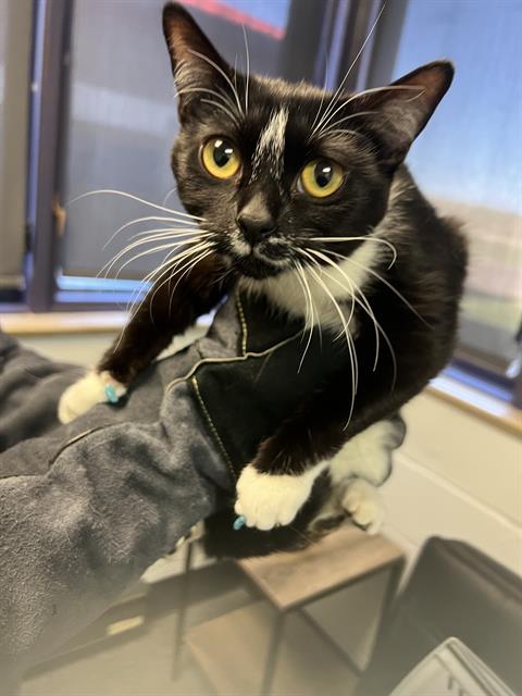 YUNA, an adoptable Domestic Medium Hair in Casper, WY, 82601 | Photo Image 1