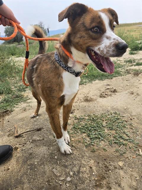 LILO, an adoptable Border Collie, Mixed Breed in Casper, WY, 82601 | Photo Image 1