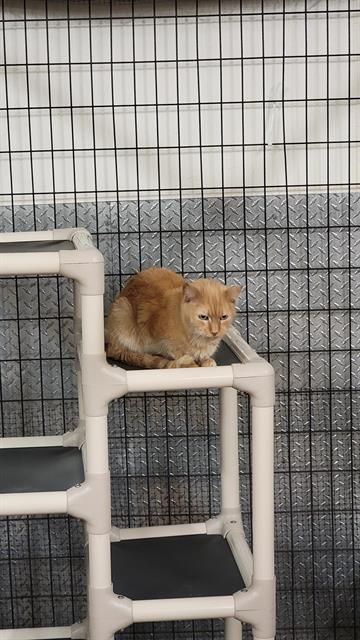 LINDA, an adoptable Domestic Short Hair in Casper, WY, 82601 | Photo Image 1