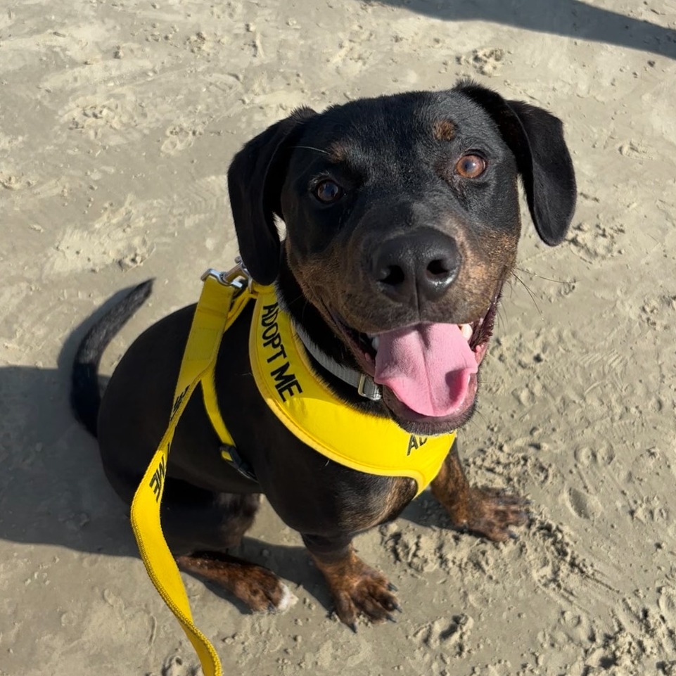 Rotti Piper