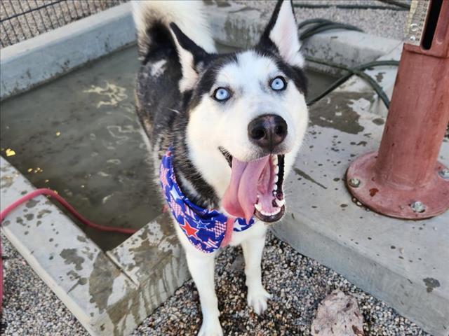BOSCOE