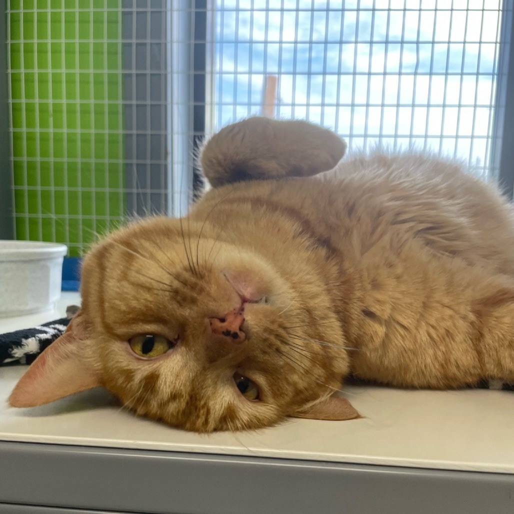 Cheddar