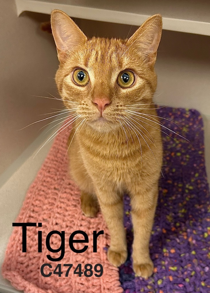 Tiger